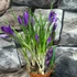 Kép 2/6 - Crocus blauw