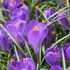 Kép 1/6 - Crocus blauw
