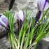 Kép 3/5 - Crocus Pickwick