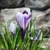 Kép 4/5 - Crocus Pickwick