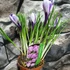 Kép 5/5 - Crocus Pickwick