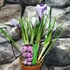Kép 2/5 - Crocus Pickwick