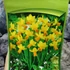 Kép 2/4 - Narcissus Cyclamineus