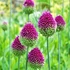 Kép 1/5 - Allium sphaerocephalon