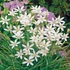 Kép 1/5 - Ornithogalum umbellatum