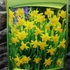 Kép 3/4 - Narcissus Jonquilla