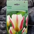 Kép 2/4 - Tulipa Tarafa