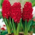 Kép 1/4 - Hyacinthus Red