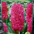 Kép 3/4 - Hyacinthus Red
