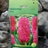 Kép 2/4 - Hyacinthus Red