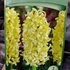 Kép 3/4 - Hyacinthus Yellow