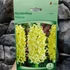 Kép 2/4 - Hyacinthus Yellow