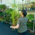 Kép 2/14 - Cyperus papyrus Percamentus - óriás vízipálma