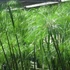 Kép 13/14 - Cyperus papyrus Percamentus - óriás vízipálma