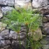 Kép 6/14 - Cyperus papyrus Percamentus - óriás vízipálma