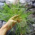 Kép 10/14 - Cyperus papyrus Percamentus - óriás vízipálma