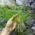 Kép 8/14 - Cyperus papyrus Percamentus - óriás vízipálma