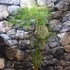 Kép 5/14 - Cyperus papyrus Percamentus - óriás vízipálma