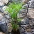 Kép 9/14 - Cyperus papyrus Percamentus - óriás vízipálma