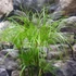 Kép 11/14 - Cyperus papyrus Percamentus - óriás vízipálma