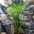Kép 14/14 - Cyperus papyrus Percamentus - óriás vízipálma