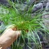 Kép 12/14 - Cyperus papyrus Percamentus - óriás vízipálma