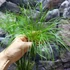 Kép 7/14 - Cyperus papyrus Percamentus - óriás vízipálma
