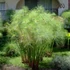 Kép 1/14 - Cyperus papyrus Percamentus - óriás vízipálma