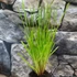 Kép 6/9 - Cyperus alternifolius - vízipálma