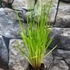 Kép 7/9 - Cyperus alternifolius - vízipálma