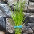Kép 8/9 - Cyperus alternifolius - vízipálma