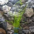 Kép 9/9 - Cyperus alternifolius - vízipálma