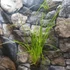 Kép 5/9 - Cyperus alternifolius - vízipálma