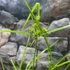 Kép 3/9 - Cyperus alternifolius - vízipálma