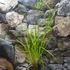 Kép 4/9 - Cyperus alternifolius - vízipálma