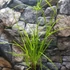 Kép 2/9 - Cyperus alternifolius - vízipálma