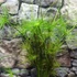 Kép 2/11 - Cyperus haspan - vízipálma