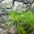 Kép 3/11 - Cyperus haspan - vízipálma