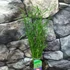 Kép 4/8 - Cyperus 'Jela' - Palka/vízipálma