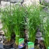 Kép 5/8 - Cyperus 'Jela' - Palka/vízipálma
