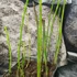 Kép 2/7 - Equisetum fluviatile - iszapzsurló
