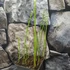 Kép 3/7 - Equisetum fluviatile - iszapzsurló