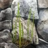 Kép 4/7 - Equisetum fluviatile - iszapzsurló
