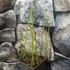 Kép 5/7 - Equisetum fluviatile - iszapzsurló