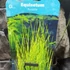 Kép 6/7 - Equisetum fluviatile - iszapzsurló
