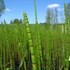 Kép 1/7 - Equisetum fluviatile - iszapzsurló