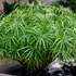 Kép 1/8 - Cyperus 'Gracilis'