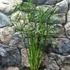 Kép 2/8 - Cyperus 'Gracilis'