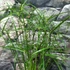 Kép 3/8 - Cyperus 'Gracilis'