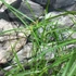 Kép 4/8 - Cyperus 'Gracilis'